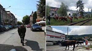 Vatra Dornei ramane sub asediul vacilor rebele! Localnicii nu mai pot iesi din case, iar turistii fug de crapa pamantul! Stiri agricole