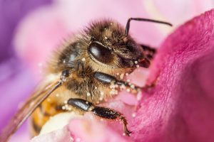 Deputatii blocheaza miscarea statelor membre pentru a slabi protectia albinelor impotriva pesticidelor Stiri agricole