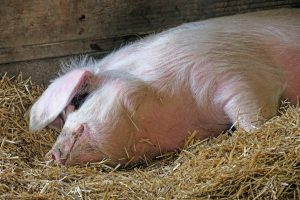 Pesta Porcină Africană continuă să facă ravagii în judeţul Teleorman Afaceri