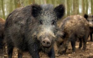 Atentie, Pesta porcina africana se extinde si in Ungaria 6 Atentie, Pesta porcina africana se extinde si in Ungaria PPA mistreti