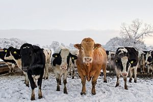 Cum diminuezi stresul termic al bovinelor gestante din ferma ta, in perioada anotimpului rece Stiri agricole