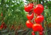 rasadurile de tomate programul tomata tomatele de primăvară