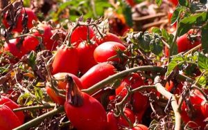 Parlamentul European nu aproba brevetarea plantelor obținute prin metode naturale Stiri agricole