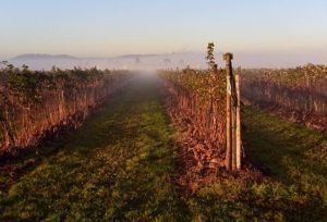 Prognoza agrometeo 29.10 - 4.11.2019 Stiri agricole
