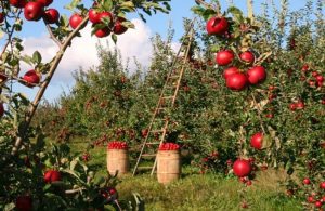 In Maramures, fermierii culeg livezile cu somalezi si irakieni Cercetare