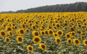 Ce arata indicele FAO pentru preturile la alimente Recomandari