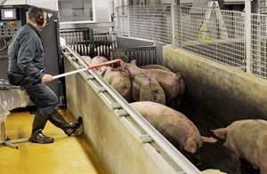ucis de porc
