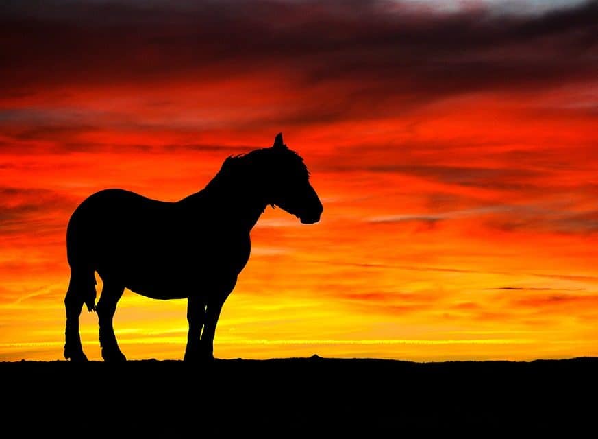 Armasarul pompier! Un cal a infruntat flacarile uriase pentru a-si salva familia 4 Armasarul pompier! Un cal a infruntat flacarile uriase pentru a-si salva familia Armasarul pompier! Un cal a infruntat flacarile uriase pentru a-si salva familia Stiri agricole