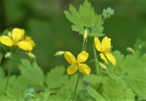 FARMACIA VERDE - Iarba negilor, o planta cat o farmacie Stiri agricole