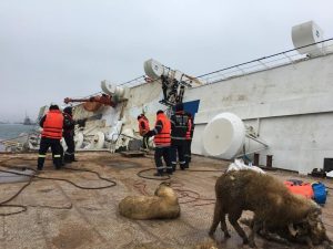 Noul sef ANSVSA, in Portul Midia! ”Oile salvate merg la adapost, nu la abator” Agricultura europeană
