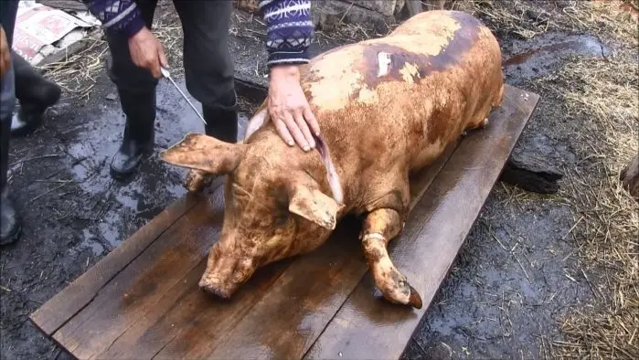 ignatul, porc