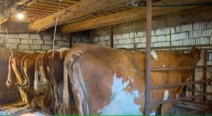 Exemplul unui tanar student la USAMV care continua traditia familiei Stiri agricole