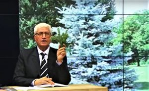 FARMACIA VERDE - Bradul, un leac pentru bolile de plamani Stiri agricole