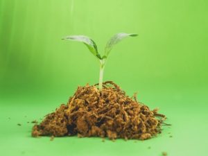 Planuri mari pentru agricultura ecologica, de la Comisia Europeana Stiri agricole