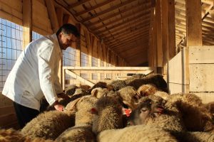Presedintele ANSVSA in vizita la adapostul oilor norocoase Stiri agricole