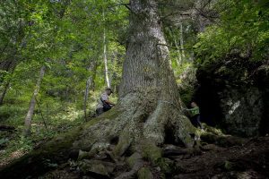 "Paznicul Cibinului" din Romania ar putea deveni Arborele European al anului Afaceri