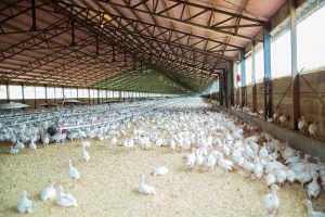 Bilant sangeros al gripei aviare! 11.190 de pasari ucise de virus la ferma din Seini Realitatea Rurala