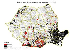Actualizarea situației privind evoluția Pestei Porcine Africane in Romania Afaceri