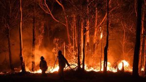 500 de milioane de animale au ars de vii in incendiile din Australia Comunicate