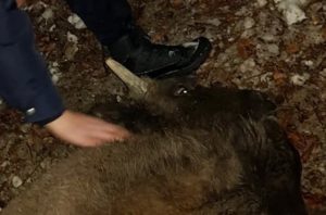Salvat de jandarmi dintr-o capcana pusa de braconieri Legislatie