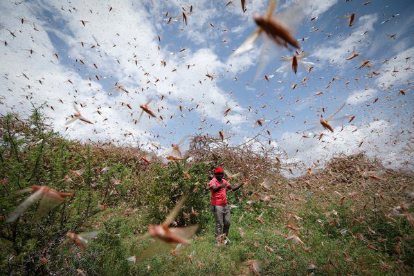 Sub asediul lacustelor! Milioane de insecte au distrus culturile fermierilor 2 Sub asediul lacustelor! Milioane de insecte au distrus culturile fermierilor Sub asediul lacustelor! Milioane de insecte au distrus culturile fermierilor Evenimente