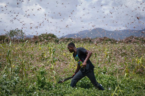 Sub asediul lacustelor! Milioane de insecte au distrus culturile fermierilor 3 Sub asediul lacustelor! Milioane de insecte au distrus culturile fermierilor Sub asediul lacustelor! Milioane de insecte au distrus culturile fermierilor Evenimente