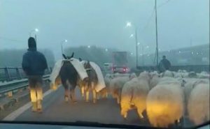 VIDEO Oile, la plimbare pe autostrada! Replica ciobanului: "Branza iti place?" Agricultura