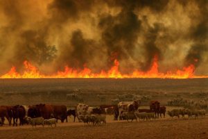 100.000 de animale de ferma pierdute in focarele incendiilor australiene Stiri agricole