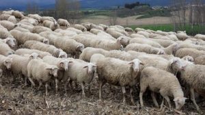 ovine