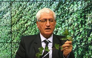 FARMACIA VERDE - Iedera, calmant al durerilor (VIDEO) Tehnologii si utilaje
