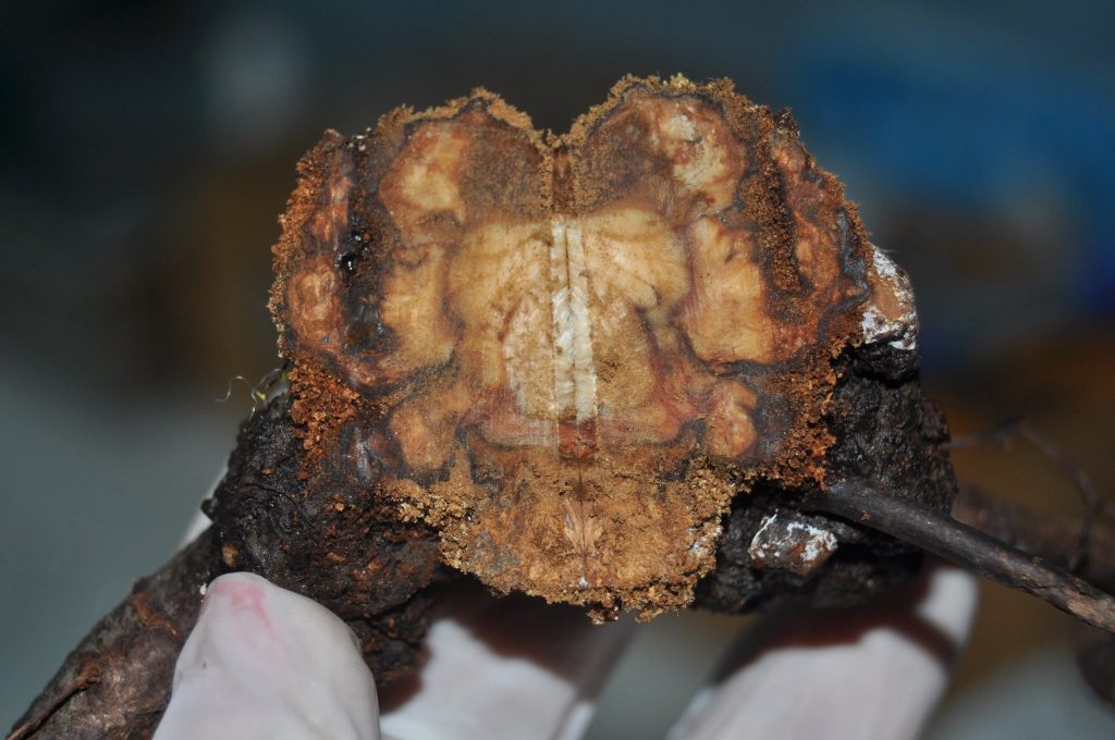 Protejati-va livezile! Cum scapati de cancerul bacterian al pomilor fructiferi Recomandari