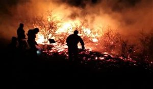 incendiu saivan de animale