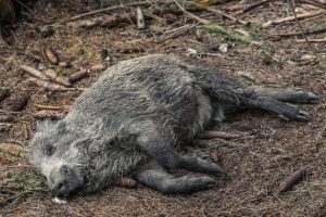 Dezastrul de pe fondurile de vanatoare din toate zonele tarii pare de neoprit (video) Stiri agricole