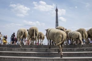 Cu oile la Paris! Un cioban si-a amplasat stana in ”Orasul Iubirii” (VIDEO) Evenimente