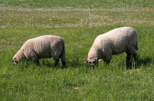 Situatie deplorabila! ”In trecut aveam mii de animale, acum le numeri pe degete” Agricultura