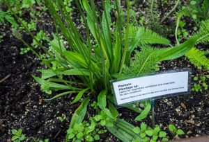 5 plante medicinale pe care ar trebui sa le aveti pe langa casa Recomandari