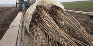 Transport ilegal! Peste 15 mii de pomi urmau sa ajunga in Romania Recomandari