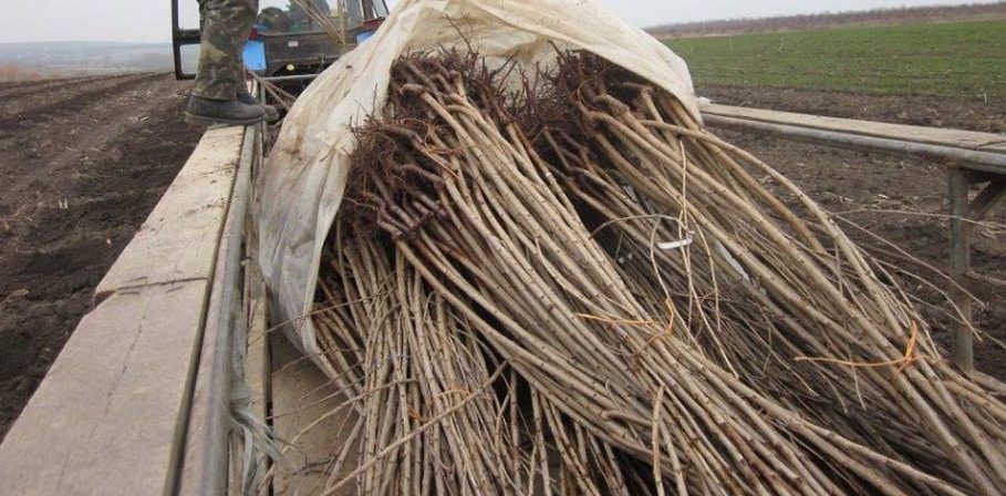 Transport ilegal! Peste 15 mii de pomi urmau sa ajunga in Romania Recomandari