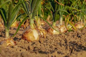 Probleme URGENTE in sectorul vegetal! LISTA solutiilor propuse Stiri agricole