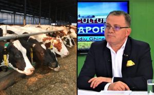 Ordin vaci subvenția ANT bovine crescătorii de bovine