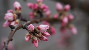 Prognoza agrometeorologica: 16 martie Stiri agricole