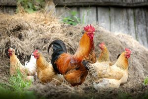 Solutii pentru o ferma sanatoasa de la Carmeuse Stiri agricole