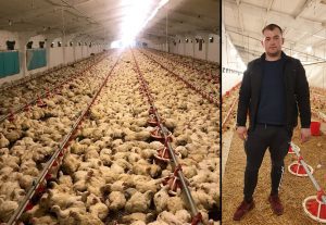Solutii in vremuri de criza! Ferma de pui, administrata cu telefonul mobil Stiri agricole