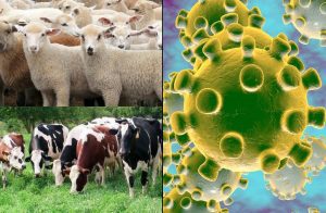 Fermieri disperati! Ce facem cu fermele? Lasam animalele sa moara daca ne contaminam? Stiri agricole