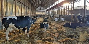 Protejati-va fermele de COVID-19! Recomandarile ANSVSA Stiri agricole