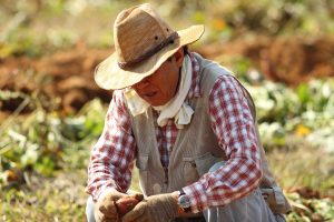 Lansarea sprijinului pentru instalarea tanarului fermier ar putea fi amanata din cauza COVID-19 Agricultura
