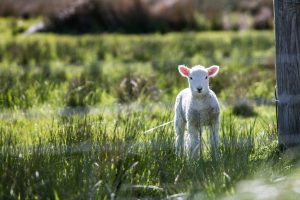 Ce facem cu mieii de Paste? Stiri agricole