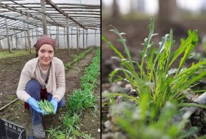 Masuri de criza: Portile fermelor, inchise! Livrarea legumelor direct la domiciliu Stiri agricole