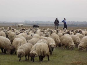 samsar - ovine la pășunat