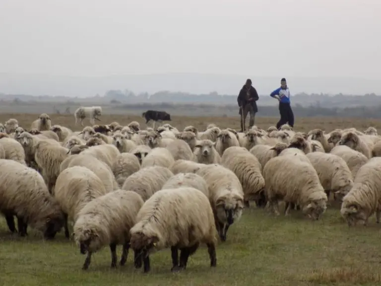 samsar - ovine la pășunat